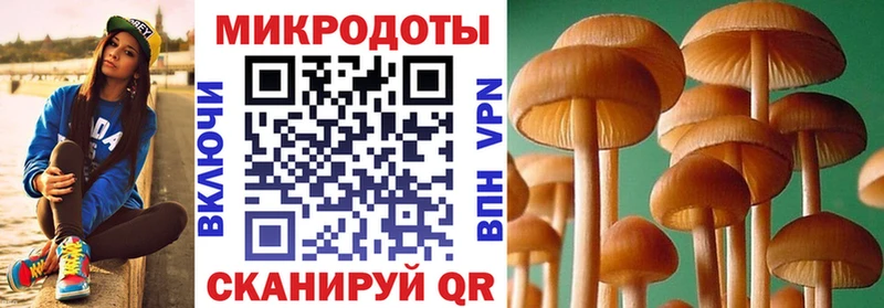 наркота  Зея  Галлюциногенные грибы Psilocybe 